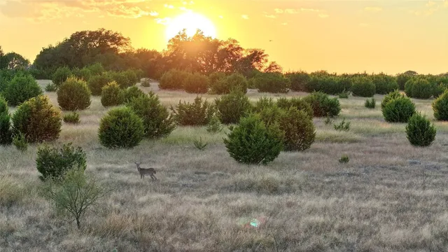 a view of a dry yard with trees