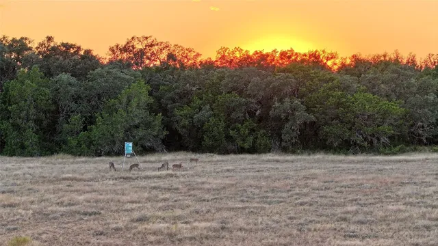 a view of bushes and trees