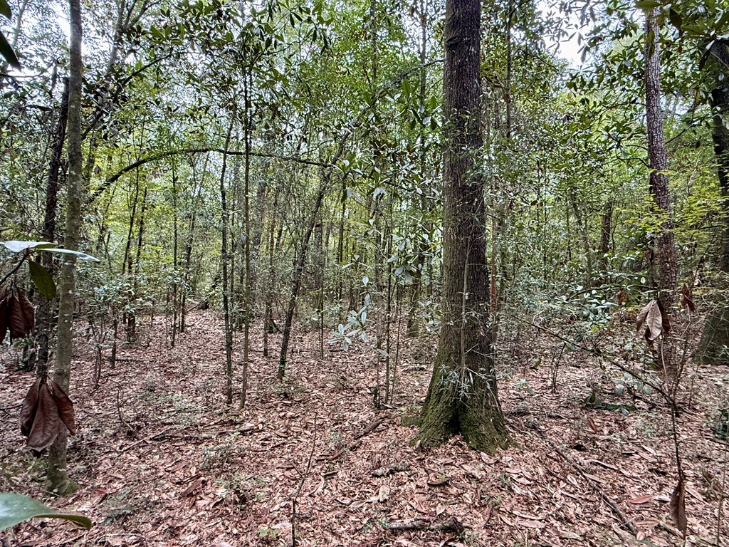 49-acres Mt Zion Road Gordon, AL 36343 - Photo 18 of 21