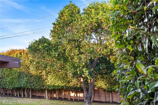 a tree in a yard next to a building