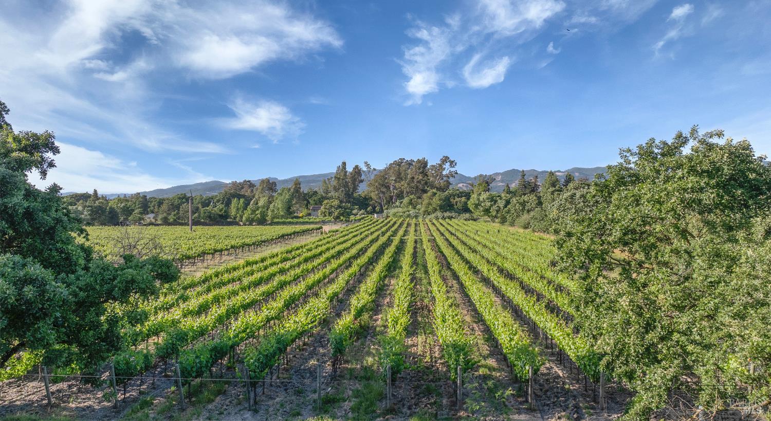 570 East Watmaugh Road Sonoma, CA 95476 - Photo 7 of 8 a view of a yard with an trees