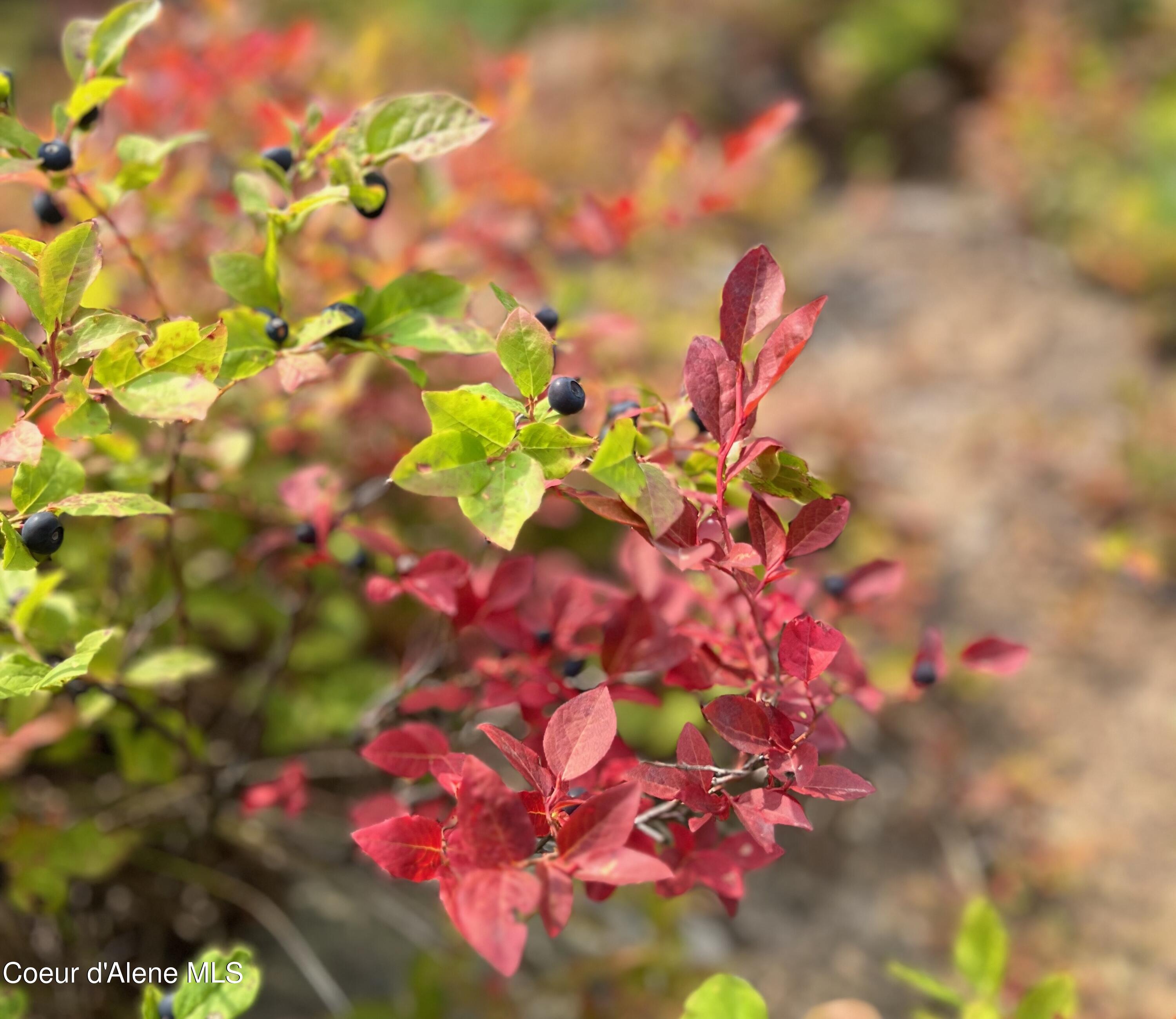 5 Crystal Springs Road Sandpoint, ID 83864 - Photo 39 of 74 Schweitzer Lifestyle