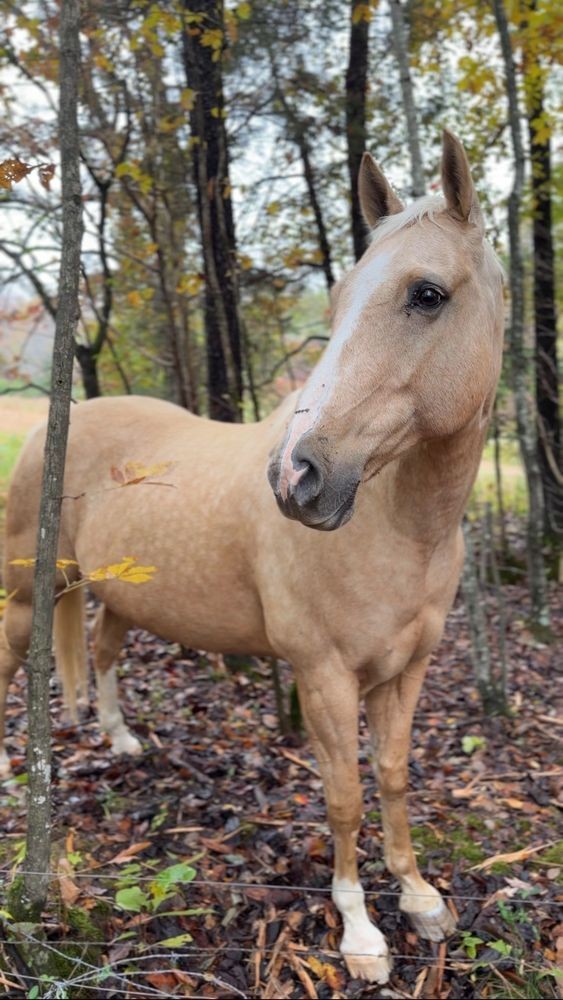 7368 Overbey Road Fairview, TN 37062 - Photo 18 of 19