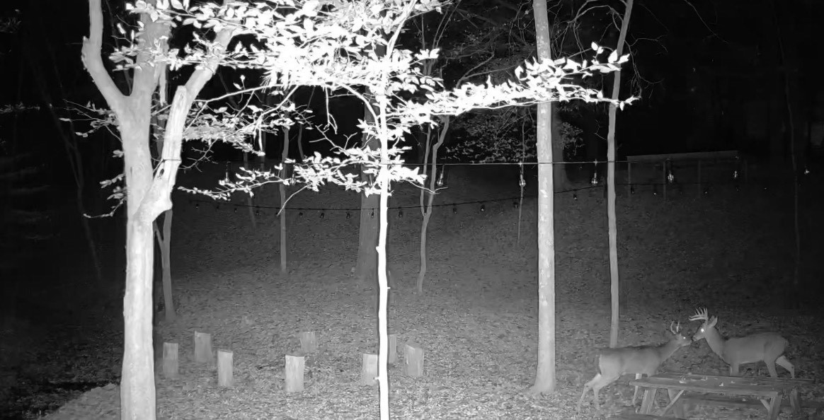 7368 Overbey Road Fairview, TN 37062 - Photo 19 of 19