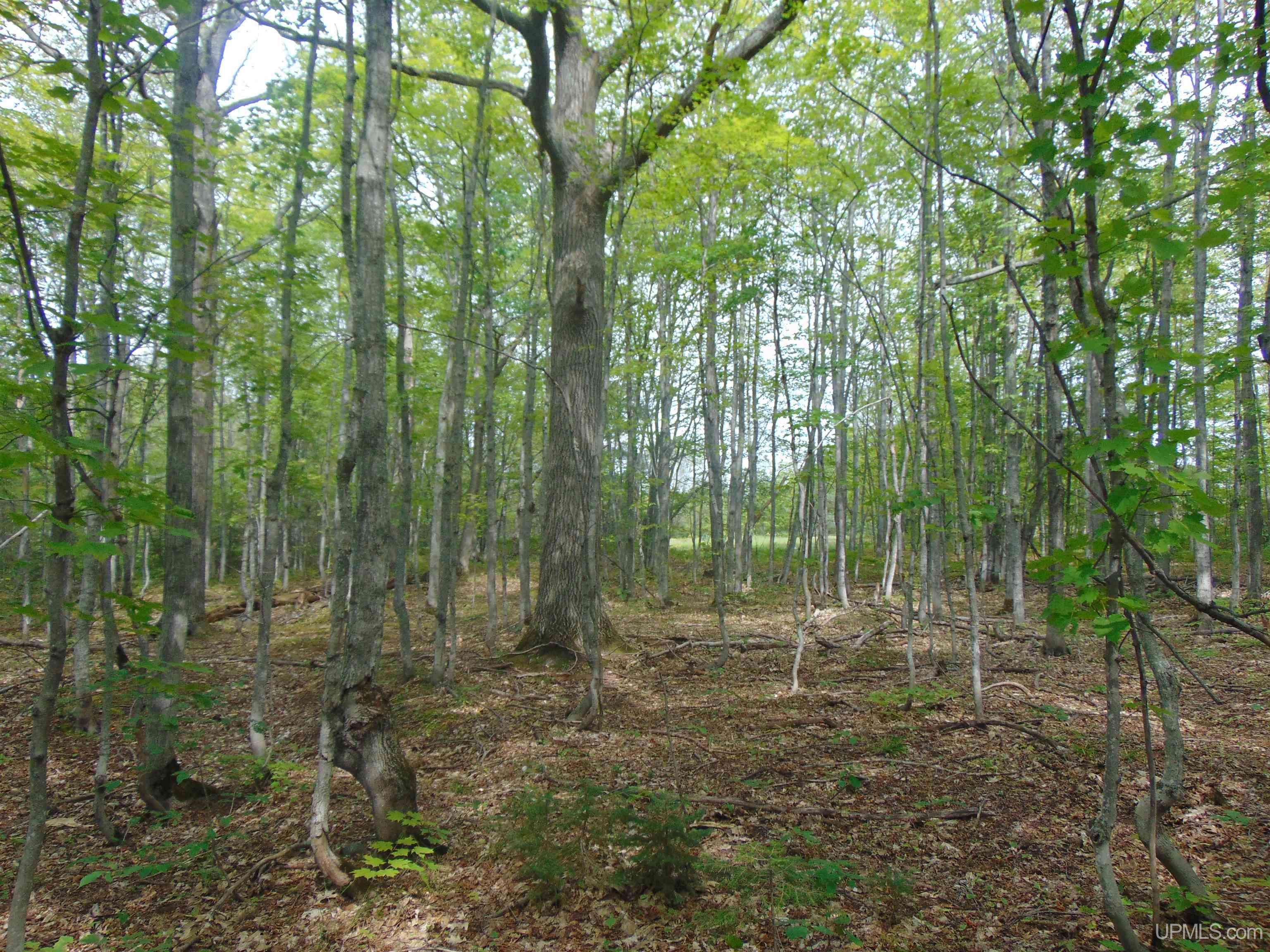 15 Coles Creek Road Atlantic Mine, MI 49905 - Photo 14 of 31