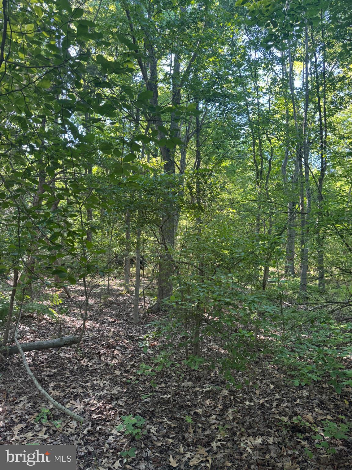 47 Pickering Beach Road Dover, DE 19901 - Photo 6 of 12 Lush green woodland tranquility.