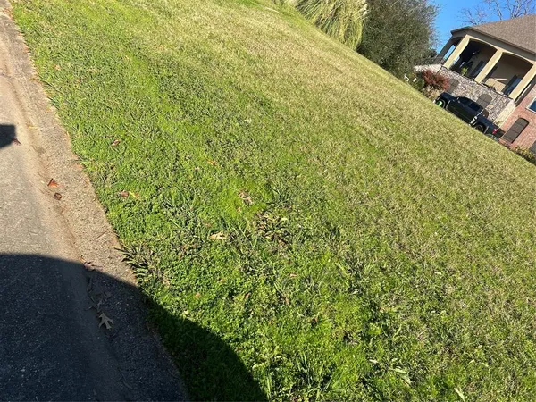 a view of a yard with plants