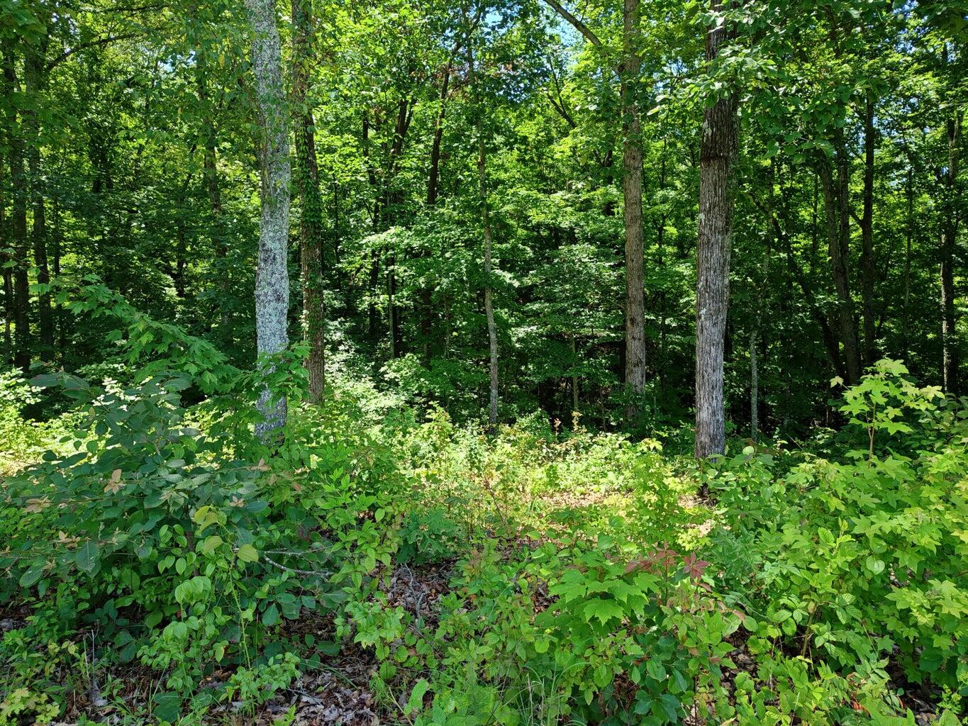 6428 Espalier Drive Decatur, TN 37322 - Photo 11 of 24 20260402185910820819000000-o