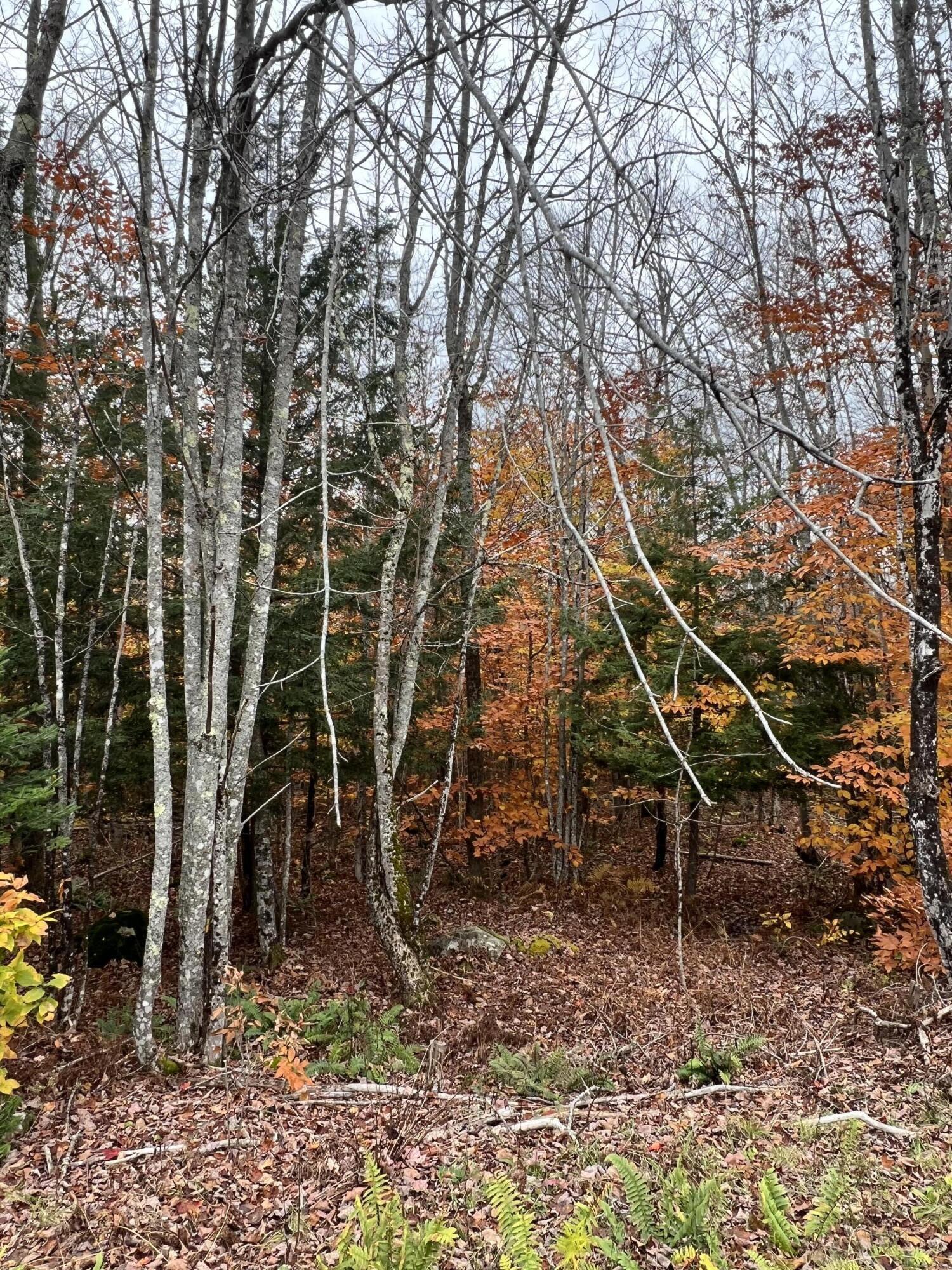 Lot 6 Hamm Road Thorndike, ME 04986 - Photo 6 of 15 1432926D-2409-40E2-AB9A-613AB84F2361