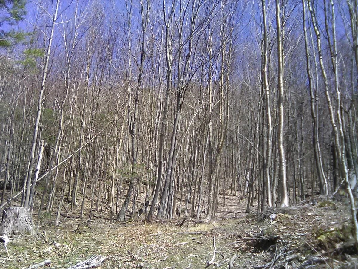 0 Warren Road Eden, VT 05652 - Photo 1 of 16