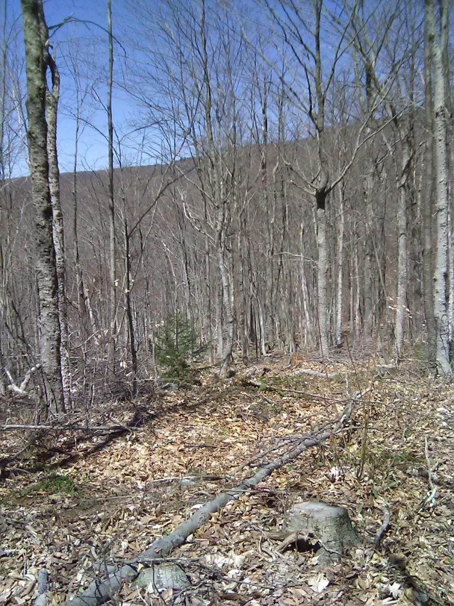 0 Warren Road Eden, VT 05652 - Photo 12 of 16