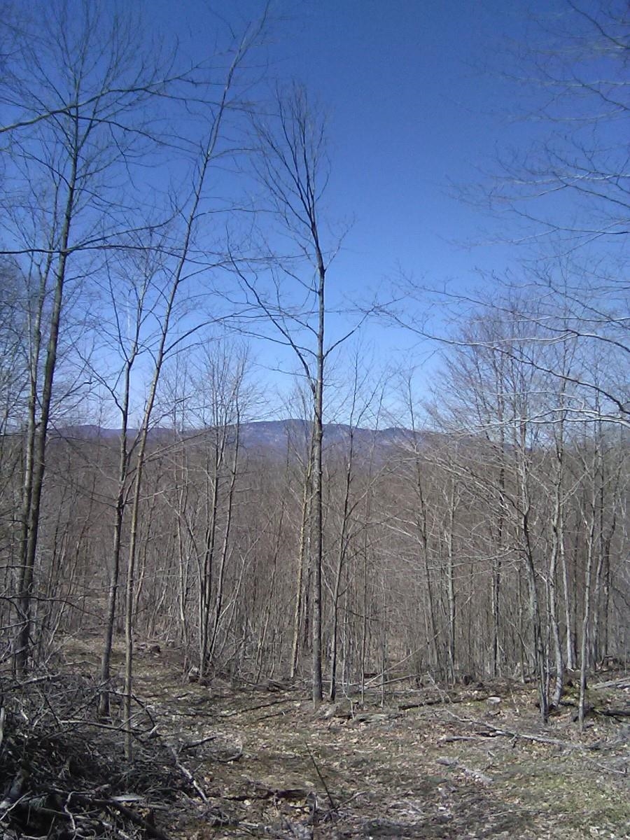 0 Warren Road Eden, VT 05652 - Photo 13 of 16
