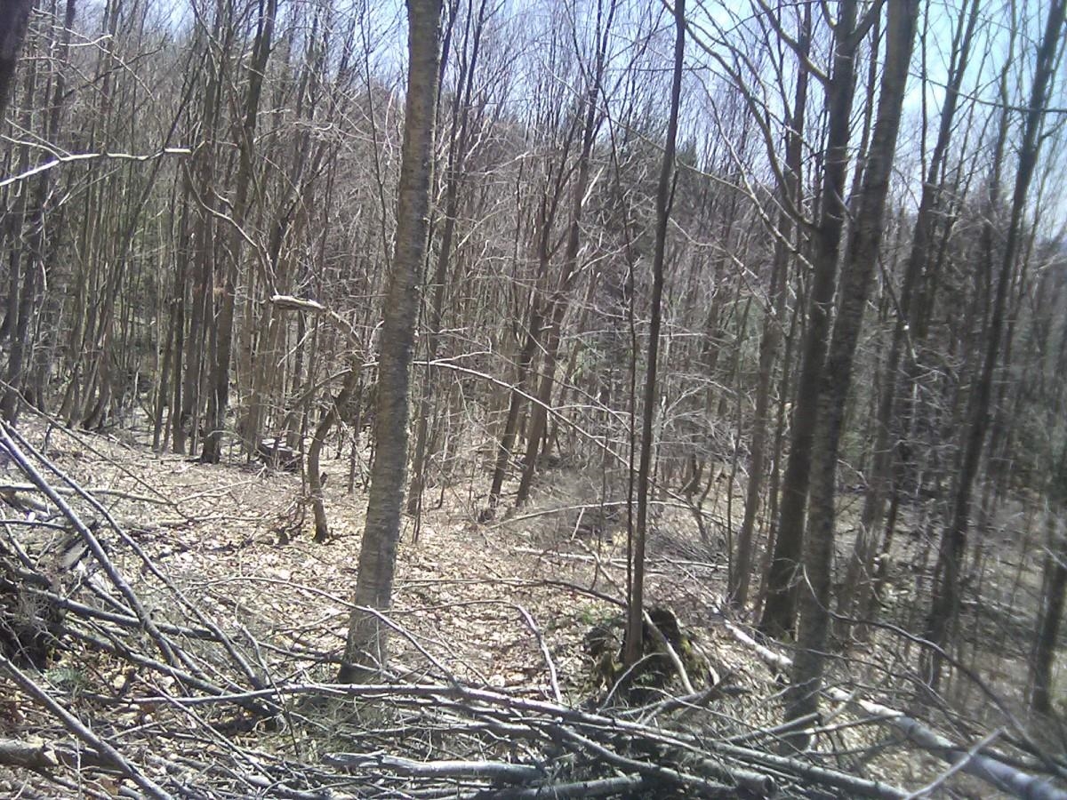 0 Warren Road Eden, VT 05652 - Photo 7 of 16