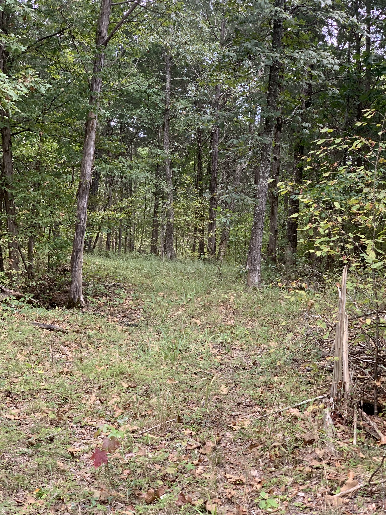 231 Kindle Road Decaturville, TN 38329 - Photo 12 of 27 Gallery Image 12