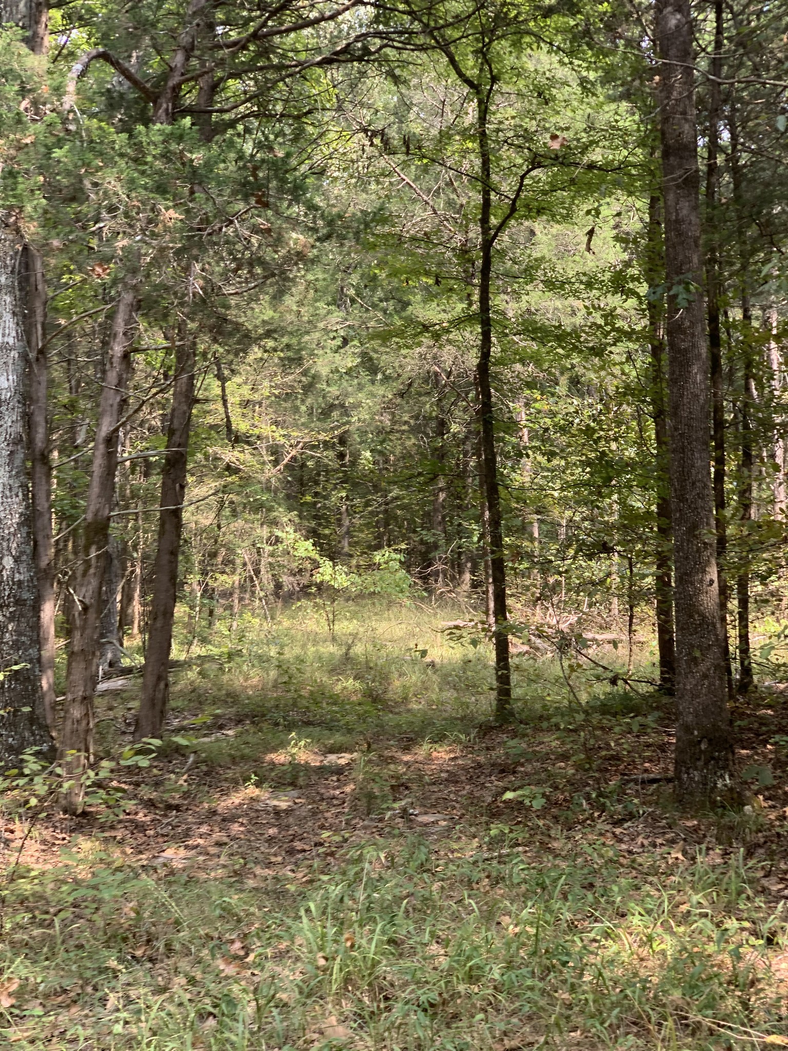 231 Kindle Road Decaturville, TN 38329 - Photo 13 of 27 Gallery Image 13
