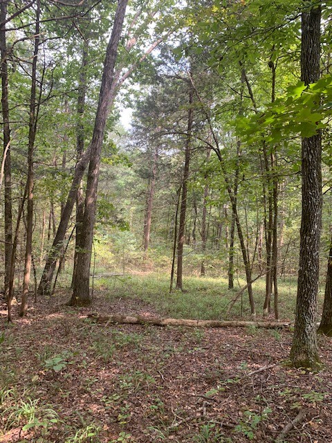 231 Kindle Road Decaturville, TN 38329 - Photo 19 of 27 Gallery Image 19