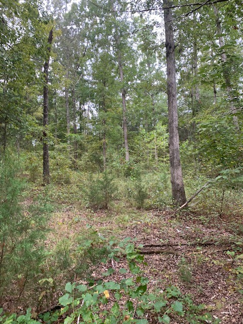 231 Kindle Road Decaturville, TN 38329 - Photo 25 of 27 Gallery Image 25