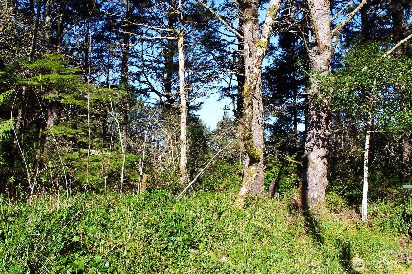 43 Dolphin Street Copalis Beach, WA 98535 - Photo 23 of 35