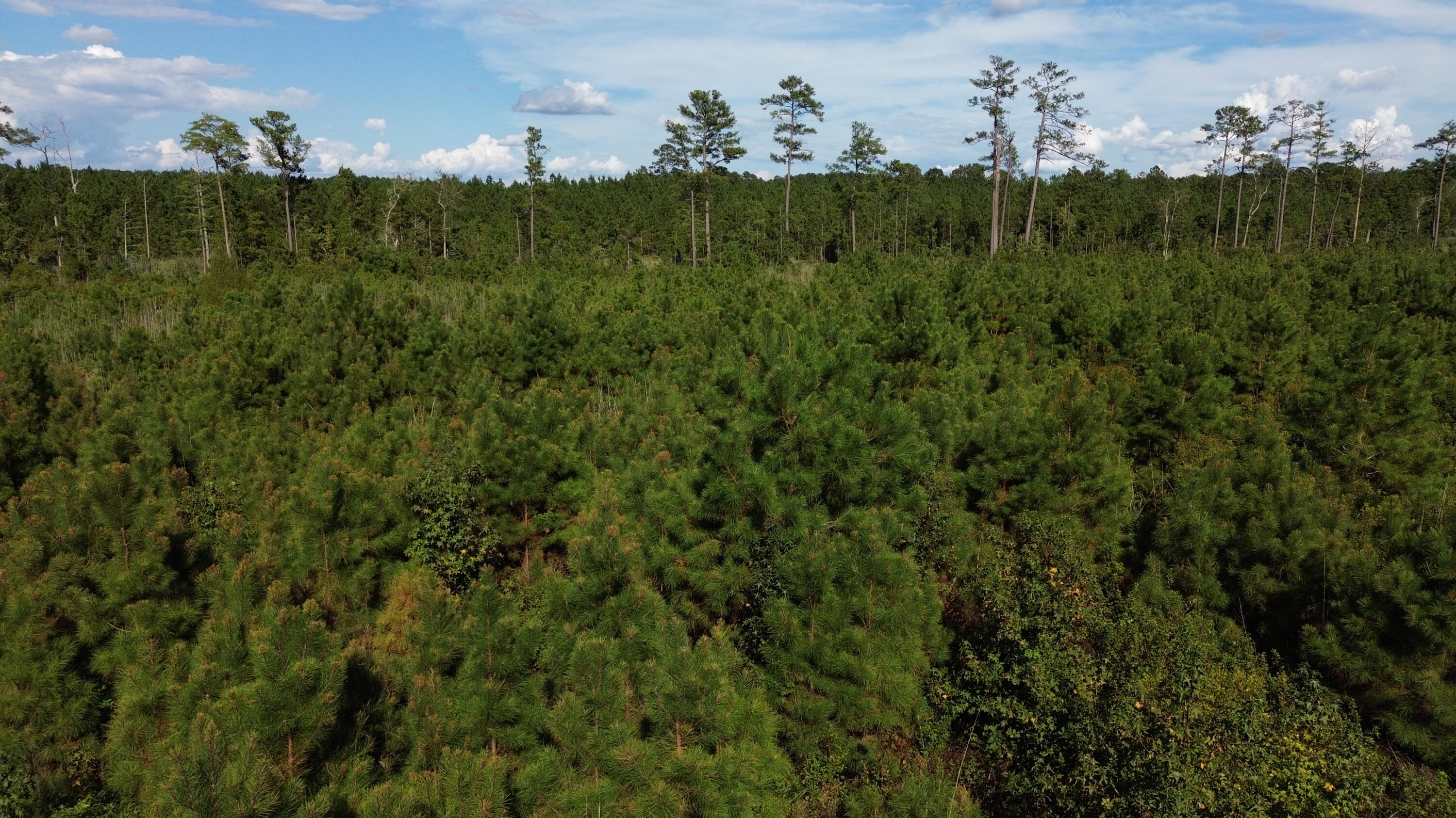 3 Bethel Forest Road Rowesville, SC 29133 - Photo 20 of 33 DJI_0164