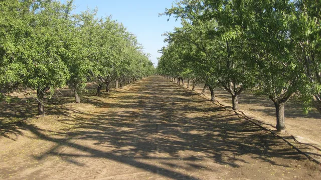 $1,650,000 | 2524 North McCall Avenue, Sanger, CA 93657