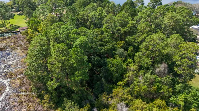 a view of a forest that has a tree