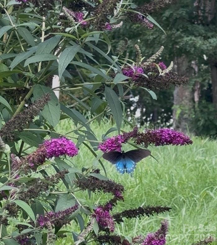 190 Benfield Road Crossnore, NC 28657 - Photo 30 of 36 a view of a flower