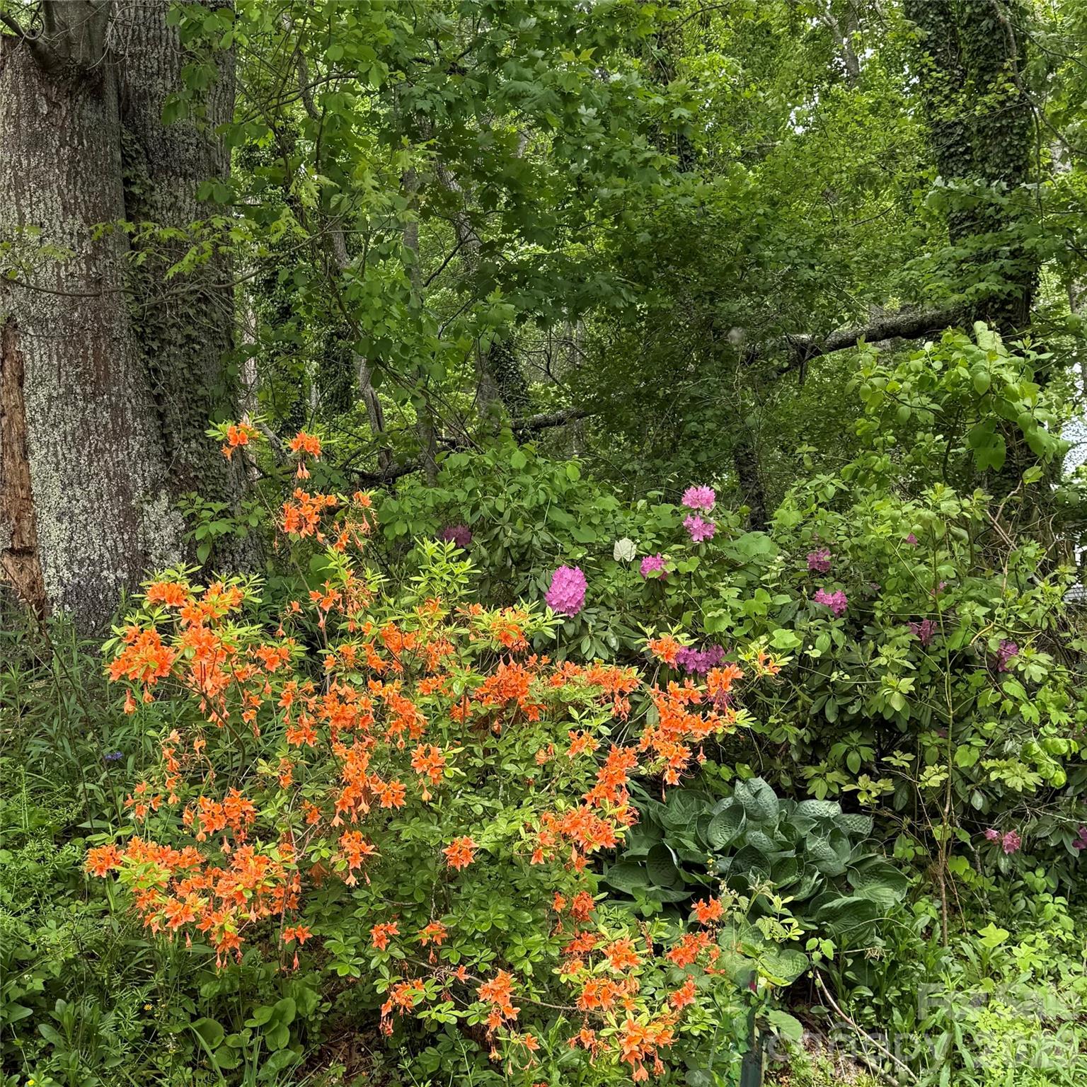 190 Benfield Road Crossnore, NC 28657 - Photo 31 of 36 a view of a flower