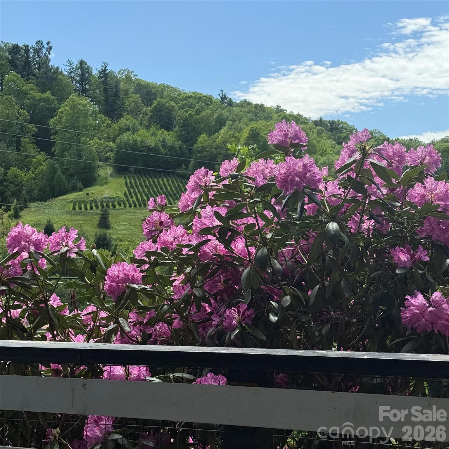 190 Benfield Road Crossnore, NC 28657 - Photo 32 of 36 a view of a flower