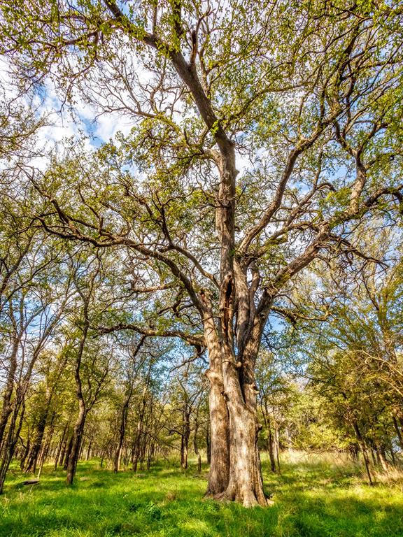 217 County Road 468 Dublin, TX 76446 - Photo 14 of 23 a backyard of a house with lots of trees