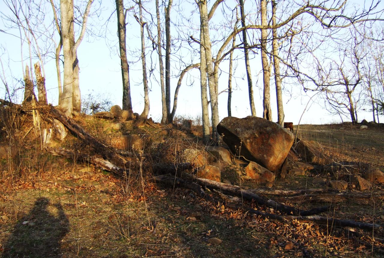 trees and rocks