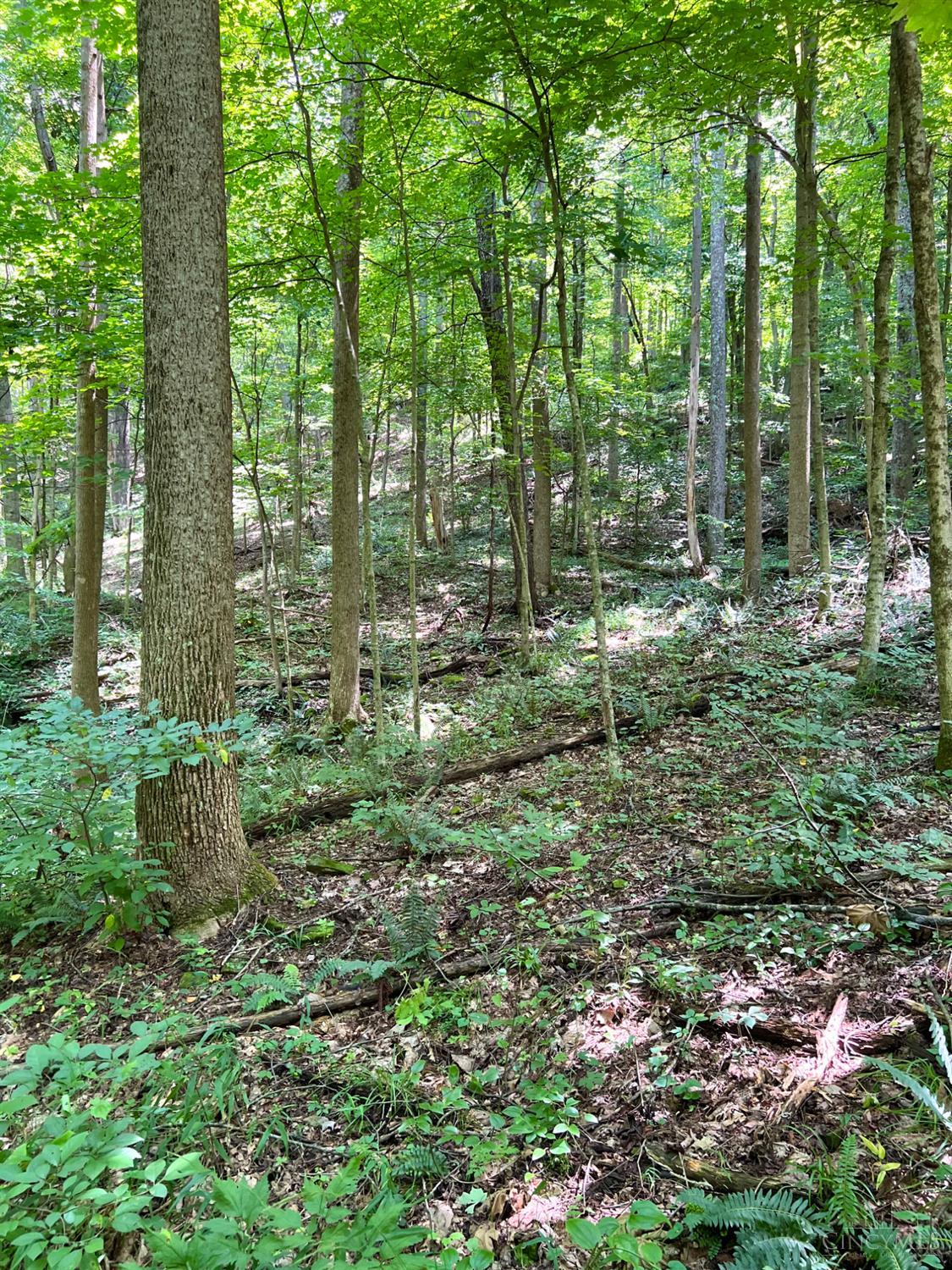 0 South Chenoweth Fork Road Piketon, OH 45661 - Photo 53 of 95