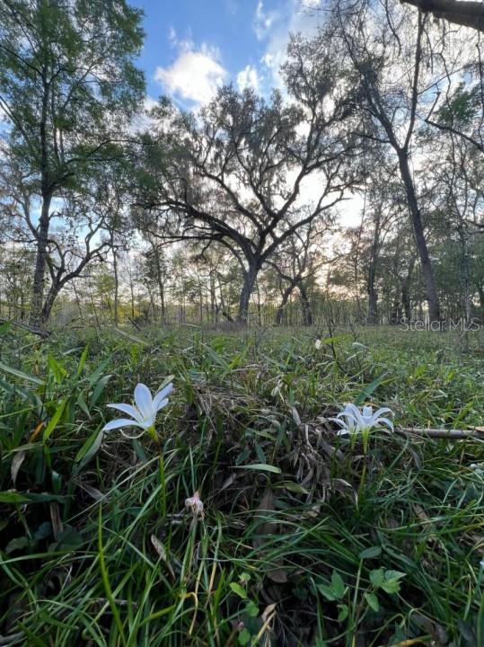 1263 Northwest 82nd Terrace Bell, FL 32619 - Photo 12 of 14 a view of a green field with lots of trees