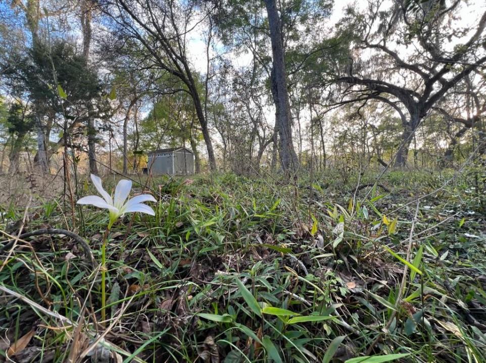 1263 Northwest 82nd Terrace Bell, FL 32619 - Photo 10 of 14 a view of a garden with plants and trees