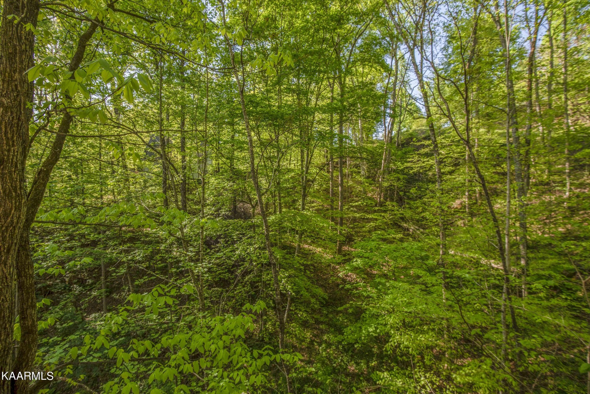 106 Club View Road Townsend, TN 37882 - Photo 42 of 55 a view of a lush green forest