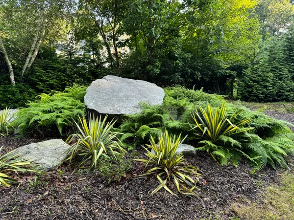 a view of a garden with plants