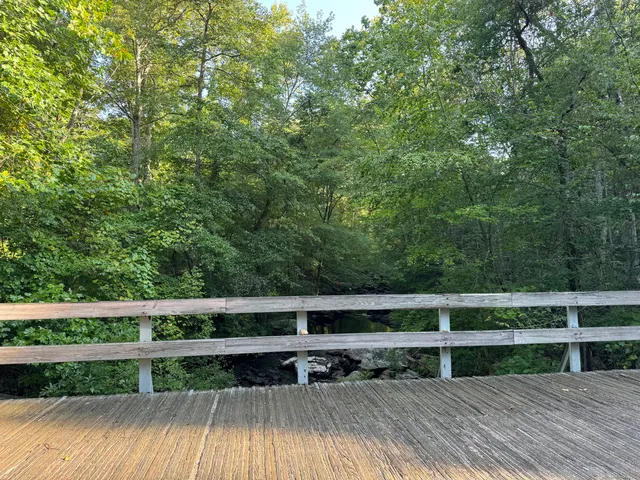 a view of a forest with a tree