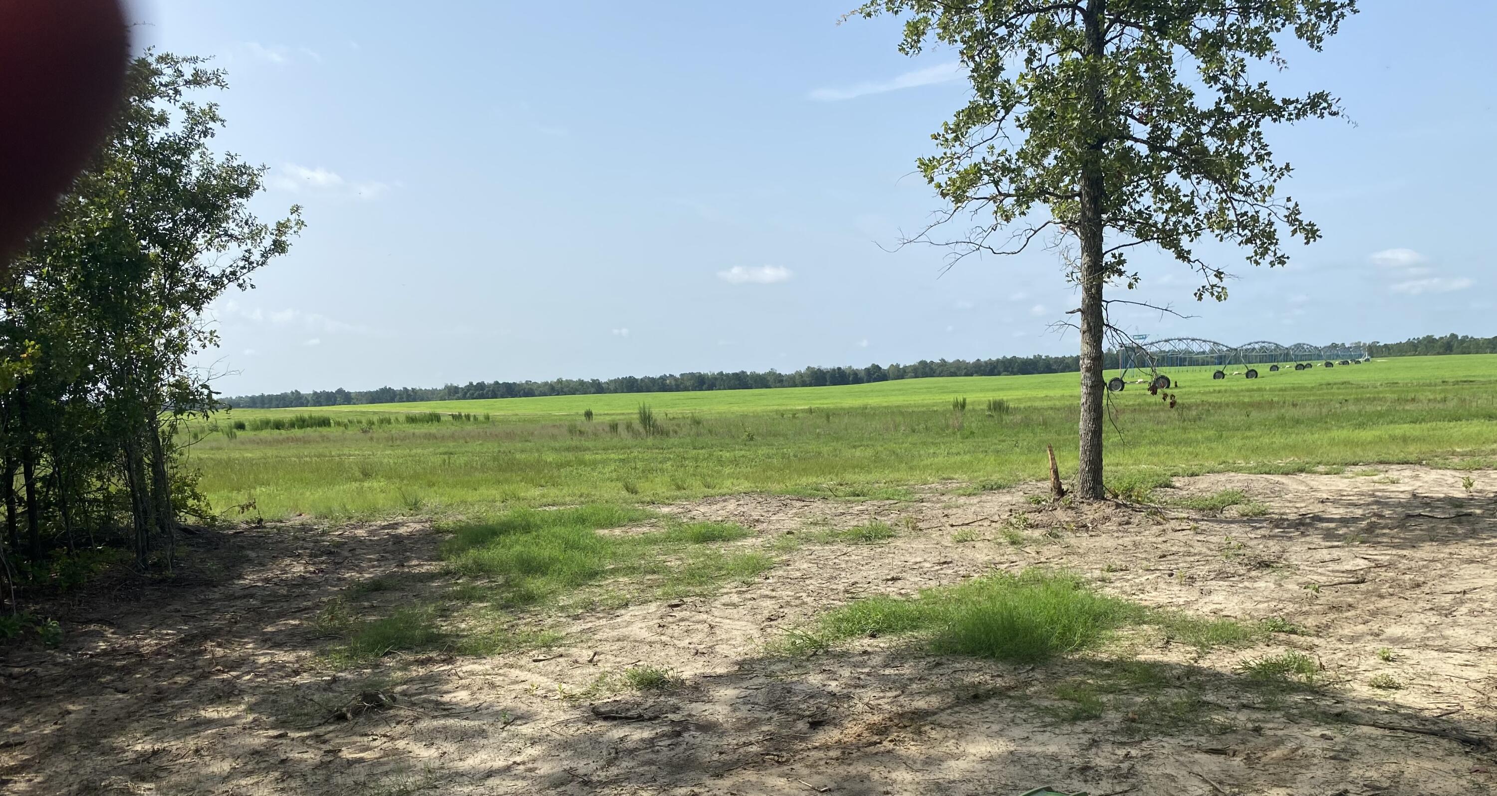 14-acres 14-acres Pearl Bonnet Road Windsor, SC 29856 - Photo 10 of 10