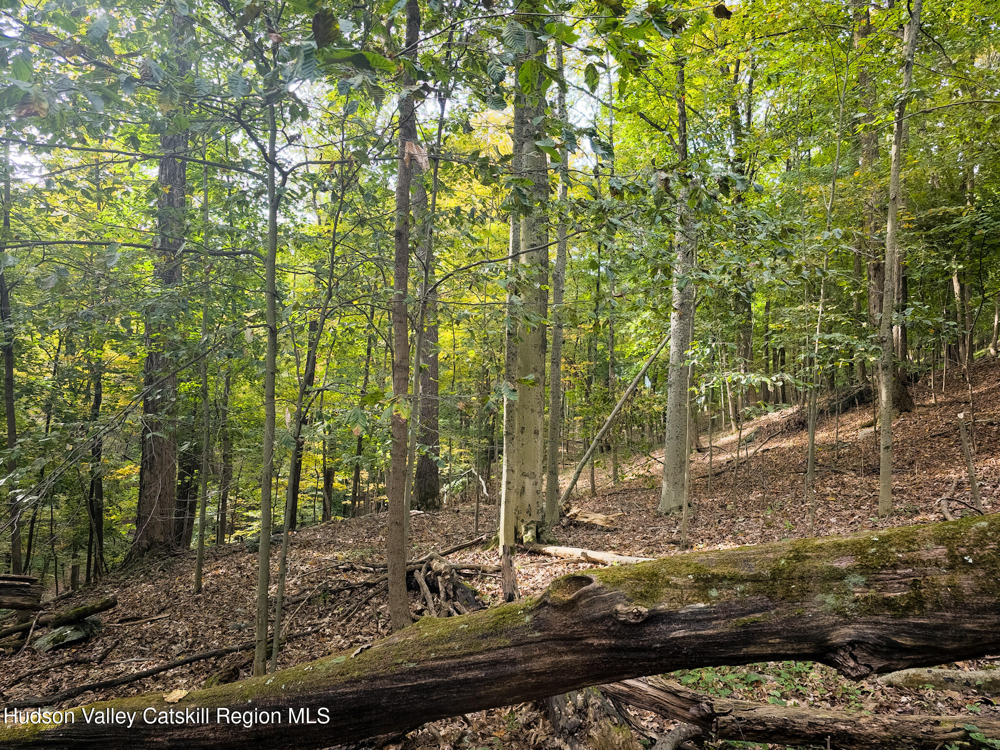 0 White Street Highland, NY 12528 - Photo 3 of 17 a view of a tree with a yard