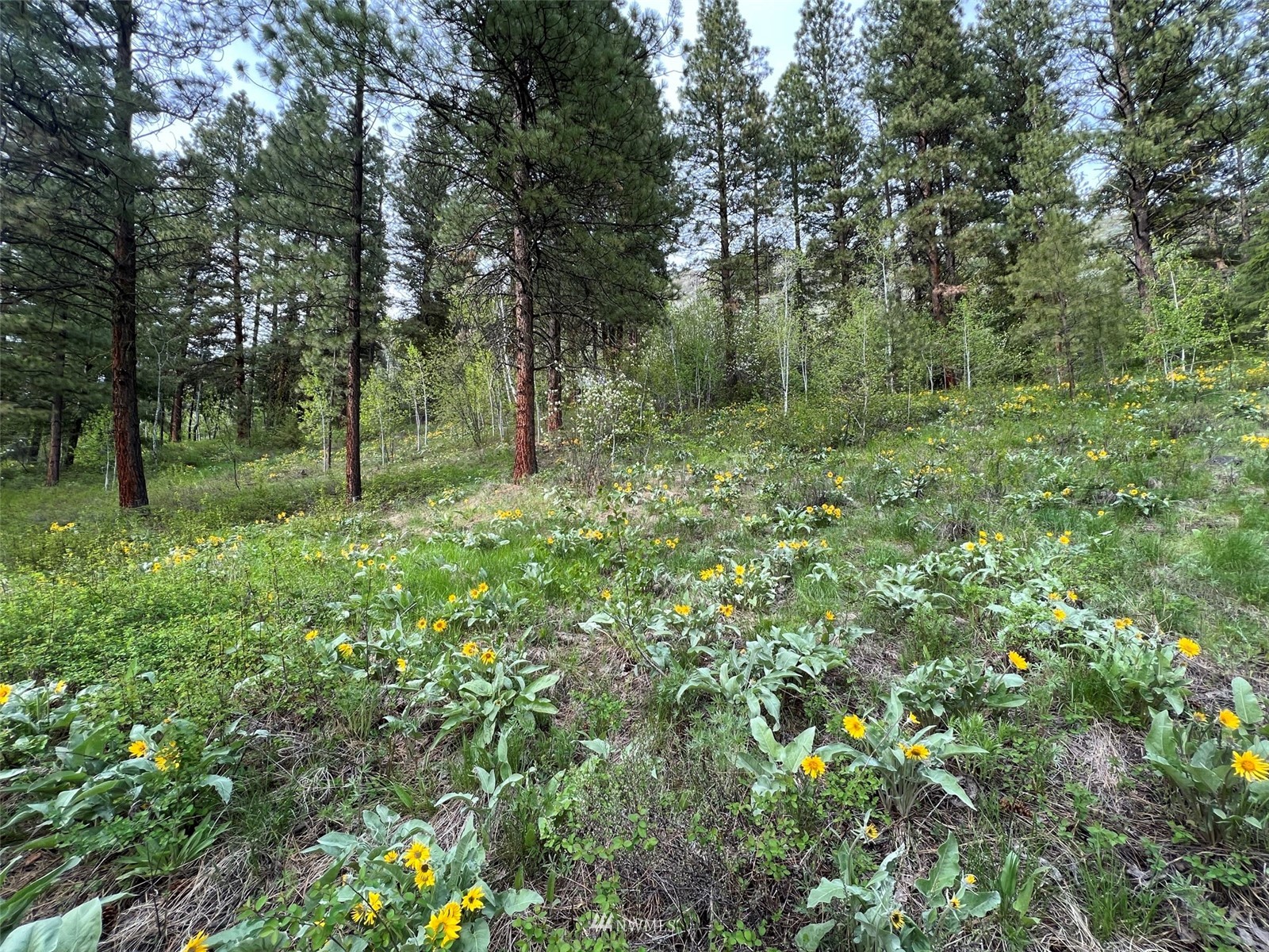 20 Trillium Road Winthrop, WA 98862 - Photo 1 of 15 a large yard with lots of green space and house in the back