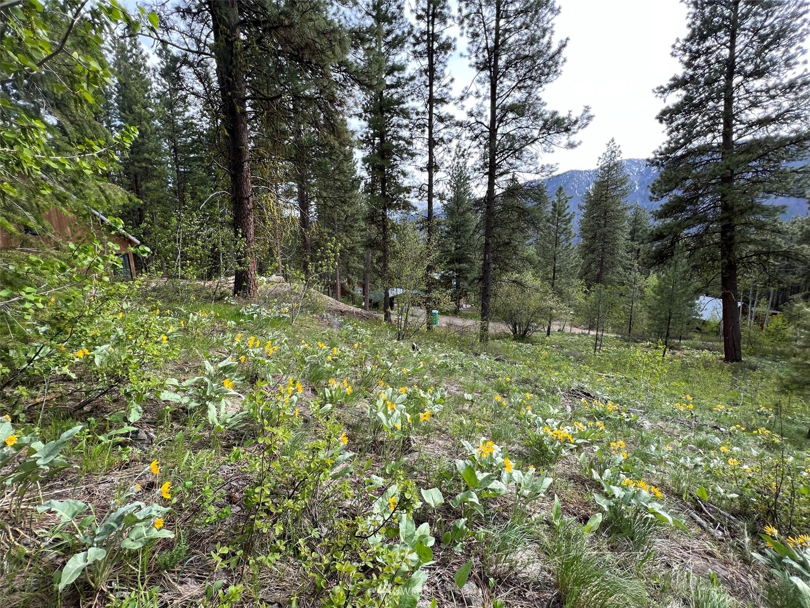 20 Trillium Road Winthrop, WA 98862 - Photo 13 of 15 a view of a forest filled with trees