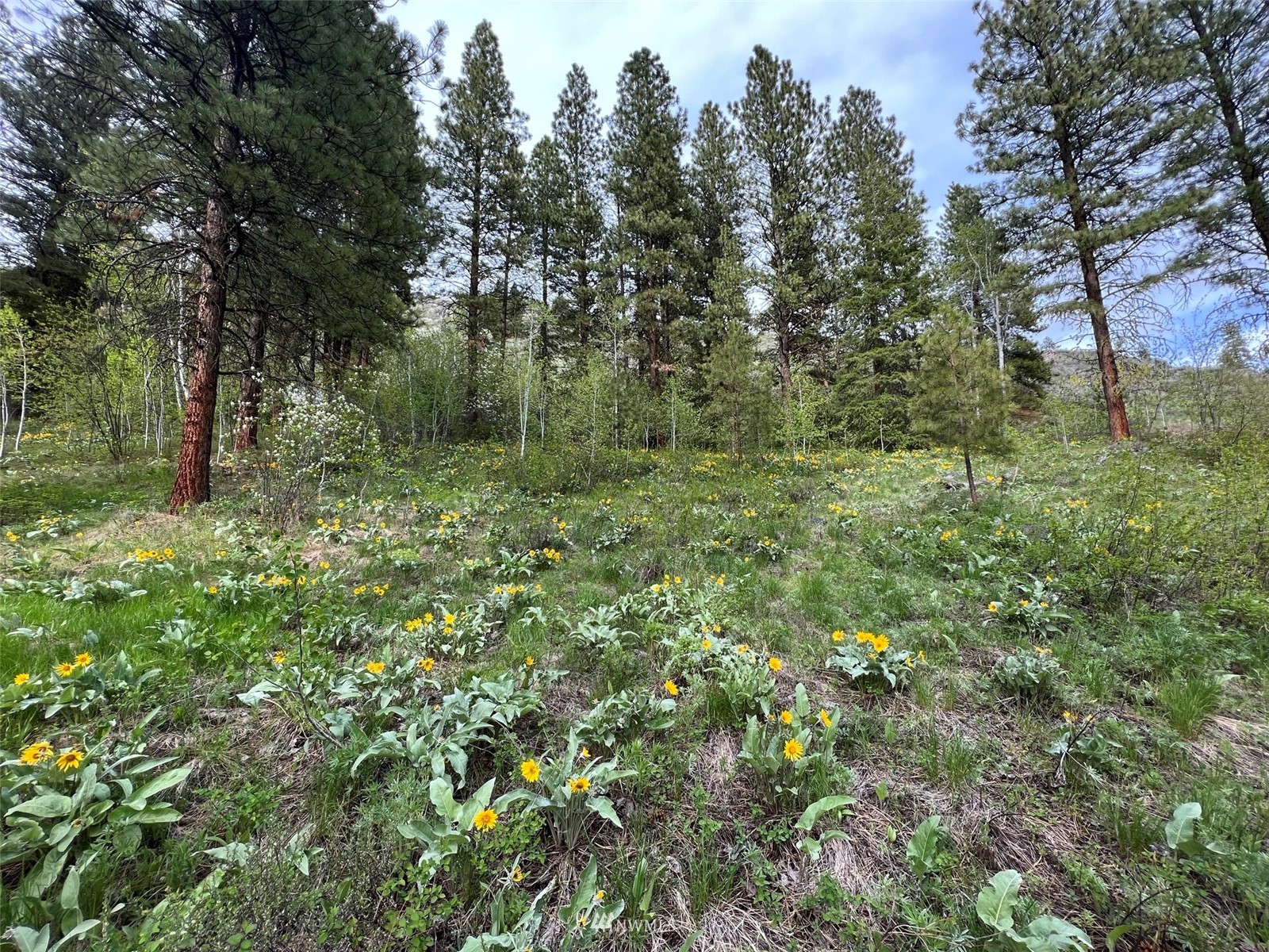 20 Trillium Road Winthrop, WA 98862 - Photo 6 of 15 a view of a lush green forest