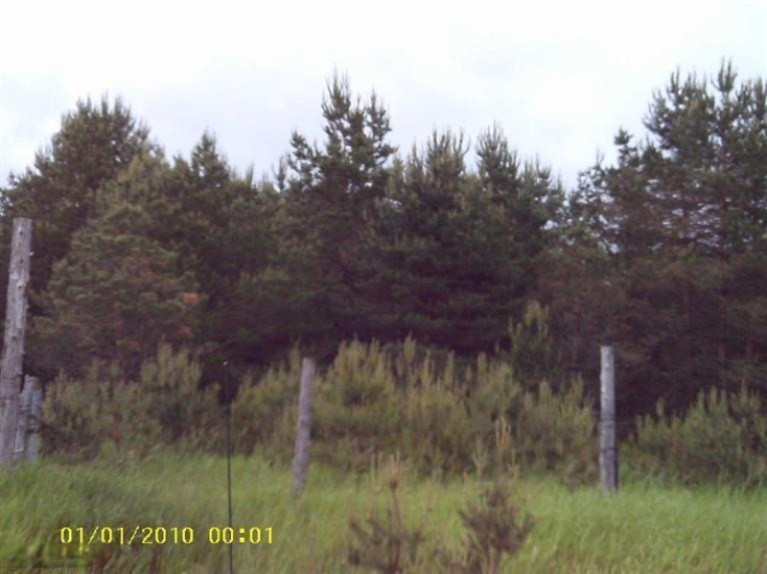 4200 Fullerton Road Luther, MI 49656 - Photo 3 of 6 Additional Photo