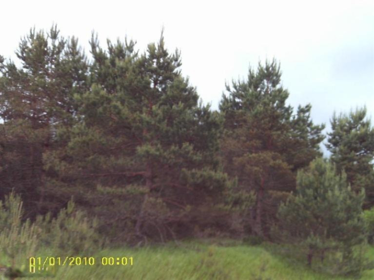 4200 Fullerton Road Luther, MI 49656 - Photo 4 of 6 Additional Photo