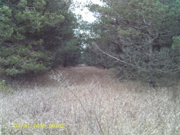 4200 Fullerton Road Luther, MI 49656 - Photo 5 of 6 Additional Photo