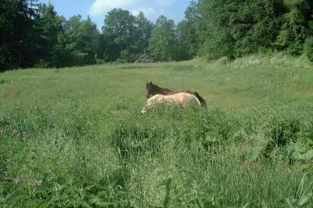 987 County Rt 61 Shushan, NY 12873 - Photo 6 of 9 Photo 6