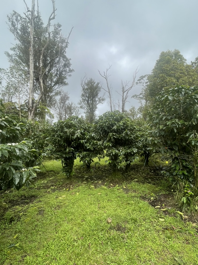 a view of a garden