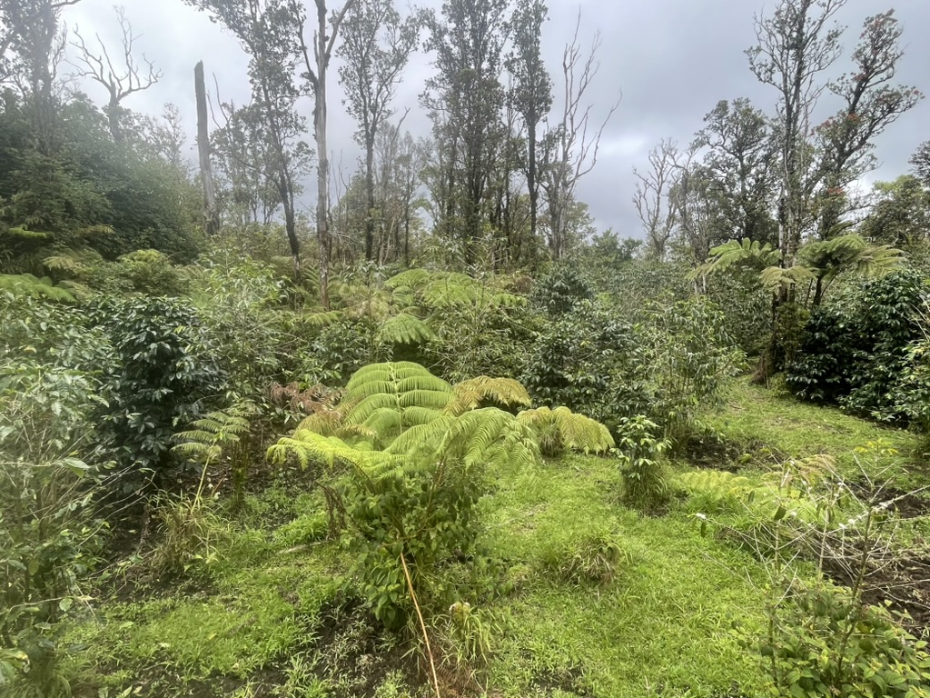 37 Kokokahi Road Mountain View, HI 96771 - Photo 8 of 9 a view of a garden