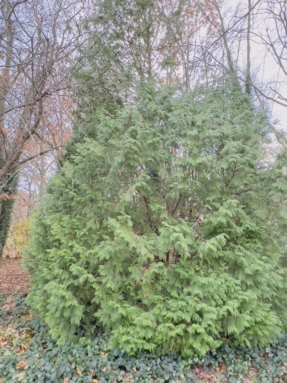 40 Michael Drive Brockton, MA 02301 - Photo 15 of 22 a view of a green field with lots of bushes