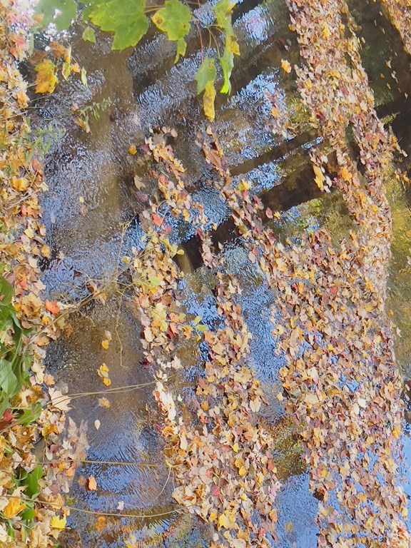 40 Michael Drive Brockton, MA 02301 - Photo 19 of 22 a picture of tree