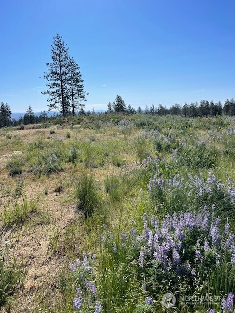 -nna Harmony Heights Road Brewster, WA 98812 - Photo 37 of 39 a view of a field with a tree in the background